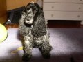 Rolly vidéo.wmv
