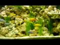 Malawi Cichlid Aquarium Fish Tank