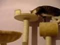 Mistique Winnercat: my cosmic cat