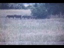 Serengeti Park - 1958