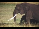 Serengeti Park - 1958