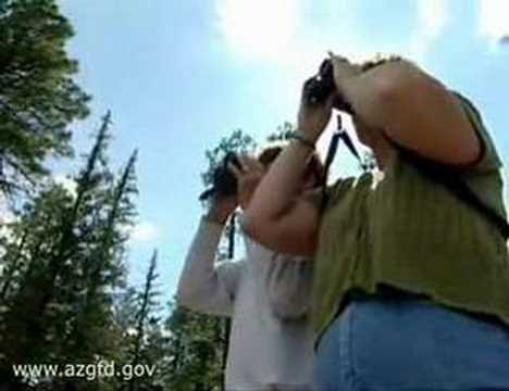 Watchable Wildlife White Mountains