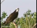 Watchable Wildlife White Mountains