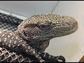savage-tree-crocodile-crocodile-monitor.html