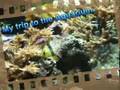 My trip to the Aquarium. [: