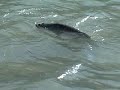 MASHEER FISHING IN THE MAHAKALI !