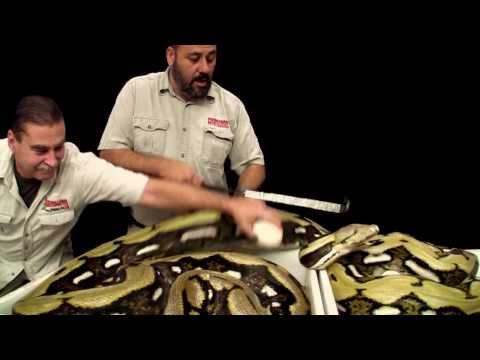 YouTube reptile video