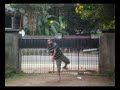 My cricket