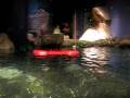 Otters at the Georgia Aquarium