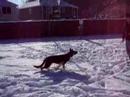 Ollie snow training
