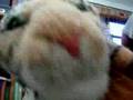 Joe Bachatiando