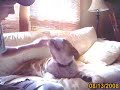 old english bulldog