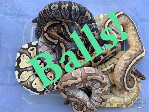YouTube reptile video