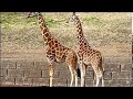 Giraffe. Copulation. Failure.キリン。交尾。失敗。