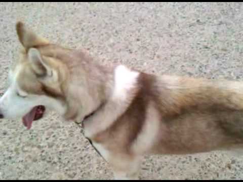 siberian husky