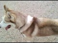 Our Siberian Husky Thunder off leash for first time.