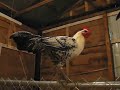Ptolemy the Fayoumi Rooster