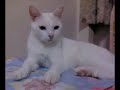 In Memory of Aroyo Our Cat