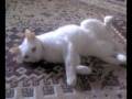 In Memory of Aroyo Our Cat