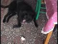 A Day in the Life of Tango