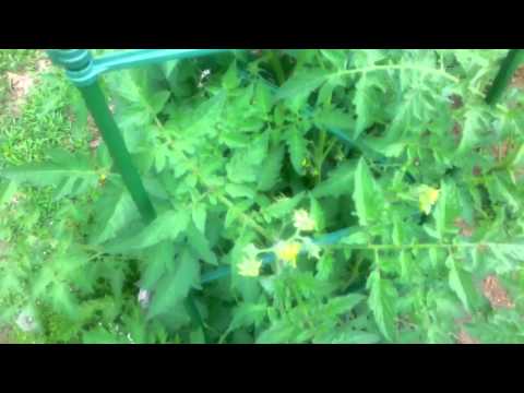 how to harvest rhubarb seeds