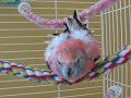 Rosie the Bourkes Parakeet