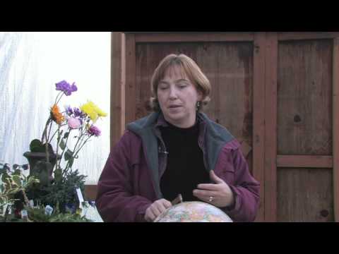 how to fertilize black eyed susans