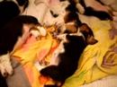 Sleeping Babes