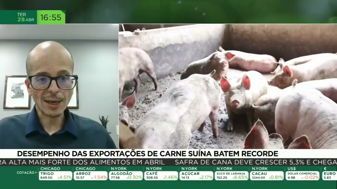 Desempenho das exportações de carne suína batem recorde