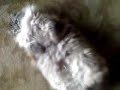 friends cat--Sent from my Helio Ocean