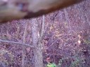 4 pointer filmed on Roscoby. 4 pointer filmed on Roscoby.