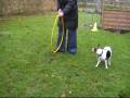 videos de Dog challenge december: jump!