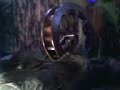 Video-A0017 Video-A0017