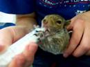 Squirrel Baby Feeding