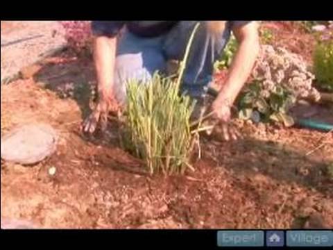 how to fertilize fountain grass