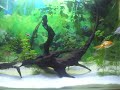 aquario plantado 