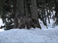 DogMtDec609.wmv