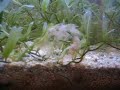 Baby Shrimp / Amphipods