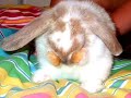my bunny COCO. (: