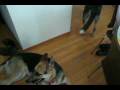 videos de Dogbook Movie: Raven Nov. 4