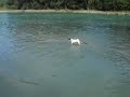 my-dog-frankie-pulling-out-a-big-stick.html