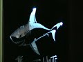 Dream PCs 2008: Scan Great White