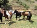 Mangalarga Marchador, Thor da Parahy