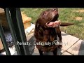Nite Fite Dog Response