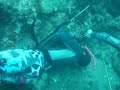 Freediving 4 Lobsters in Puerto Rico