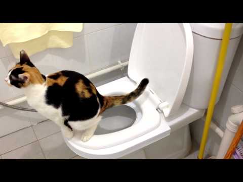 how to train a cat to use the toilet