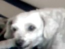 F�ria Canina
