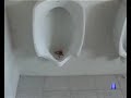 Novillo Esquinas Quintanar de la Orden