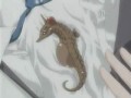Fruits Basket AMV- Hide and Seek