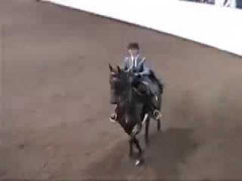 American Saddlebred Mondrian -  NWSA ...